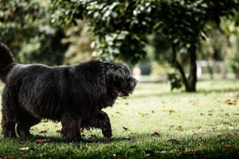 newfoundland dog, nature, dog, pet, terranova, black dog, animal, domestic, canine, mammal, cute, outdoors, field